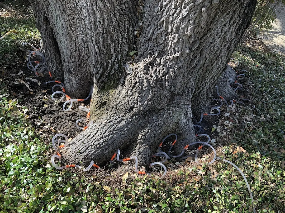 Detailed Tree Cabling and Bracing job site in Surgoinsville