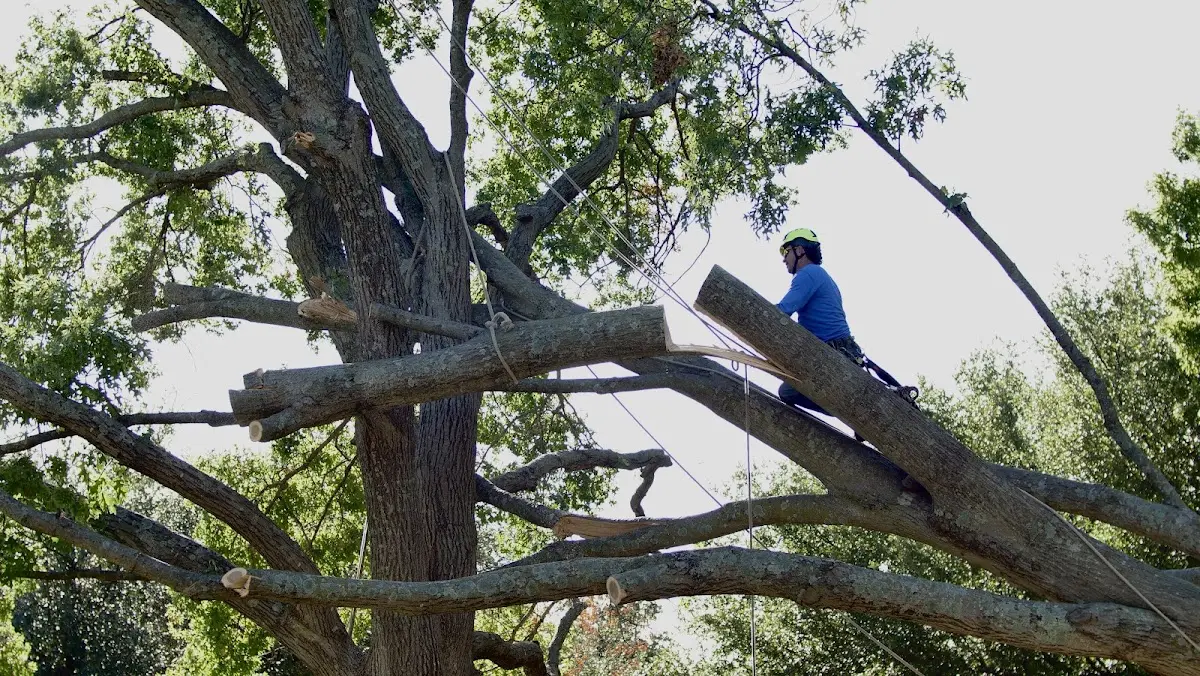 Professional Crown Thinning performed by certified arborists in Surgoinsville